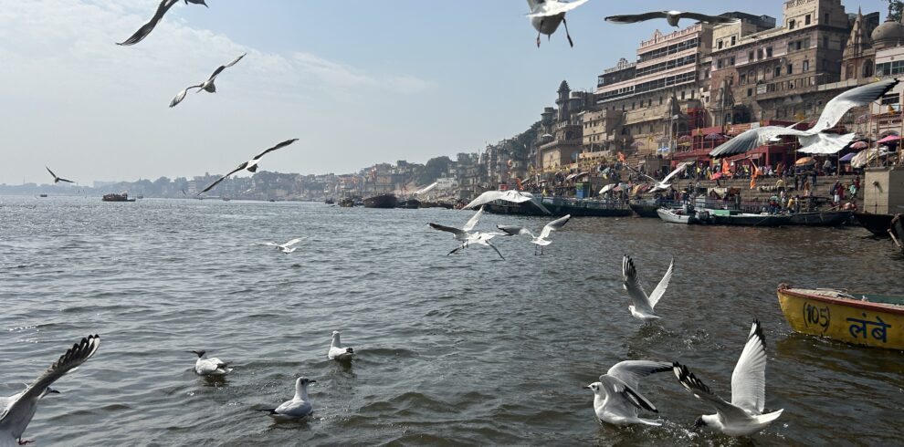 Flock of birds soaring above water with distant building